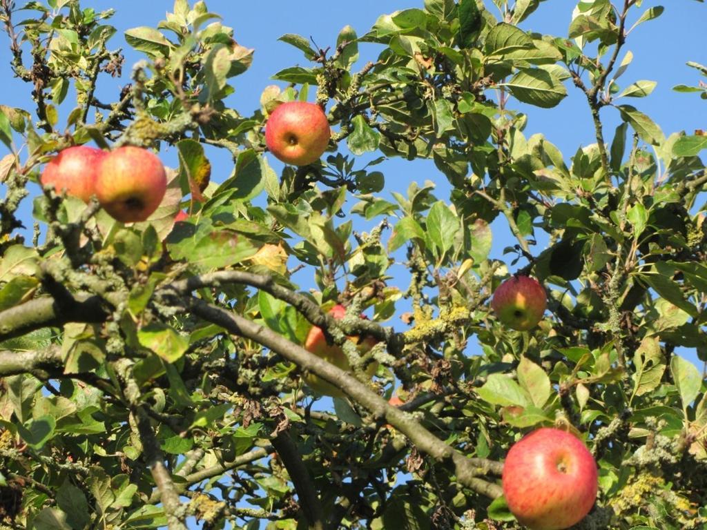 Bed En Breakfast In Het Fruit Zuidoostbeemster Eksteriør billede